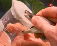 ���� ���� / Snake Bite (2004) TVRip