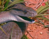   / Snake Bite (2004) TVRip