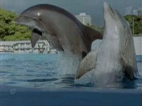 ������ �� ��������? / Dolphins Deep Thinkers? (2003) TVRip