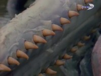 ������� ��������: � ������� ����������� �������� / Sea Monsters: Search For Giant Squid (1998) TVRip