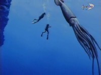 ������� ��������: � ������� ����������� �������� / Sea Monsters: Search For Giant Squid (1998) TVRip