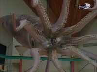 ������� ��������: � ������� ����������� �������� / Sea Monsters: Search For Giant Squid (1998) TVRip