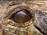 National Geographic. ���������� �������� / National Geographic. SuperCroc (2001) DVDRip