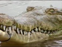 National Geographic.   / National Geographic. SuperCroc (2001) DVDRip