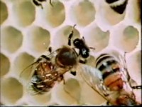   :   / Moody Institute of Science: City of Bees (1962) VHSRip