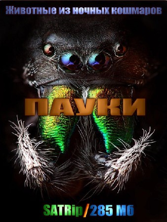    .  / Animal Nightmares. Spiders (2003) SATRip