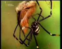    .  / Animal Nightmares. Spiders (2003) SATRip