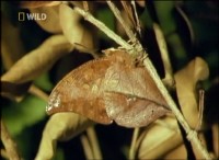 ��������� �������: ���������� / Built for the Kill: Hidden (2002) DVDRip