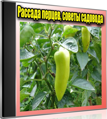 ������� ������, ������ �������� (2012) DVDRip