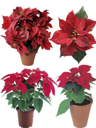 ���������� - ��������� ��������