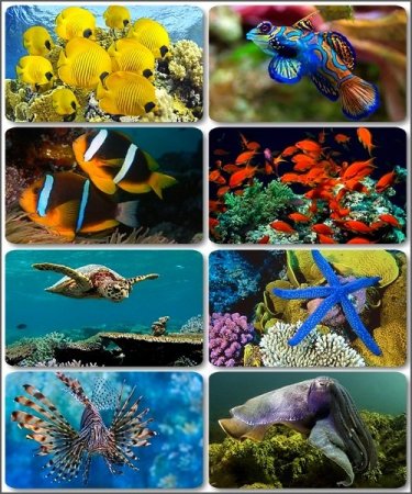 ��������� ��� - 200 HQ ���� ����� �� ������� ����