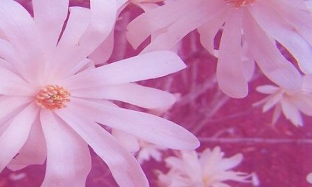 The bg footage for video editing - Dance daisies