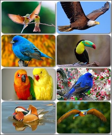 ����� - ���� ��� �������� �����