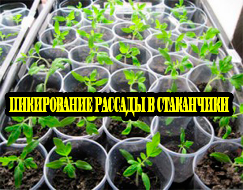 ����������� ������� � ���������� (2012) DVDRip