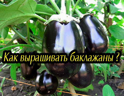 ��� ���������� ��������� (2012) DVDRip