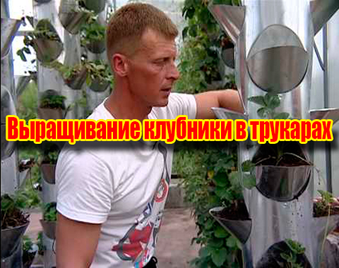 ����������� �������� � �������� (2012) DVDRip