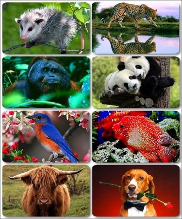 ���� ������������ �������� - 1350 HQ ���� � ��������