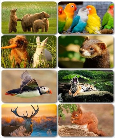 ������������ �������� - ���� � HQ ���������� � ����