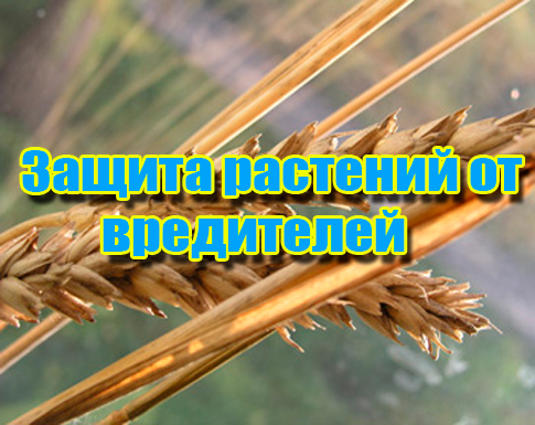 ������ �������� �� ���������� (2012) DVDRip