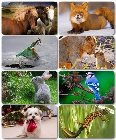 ��� ������������ �������� - ���� � 305 HQ ����