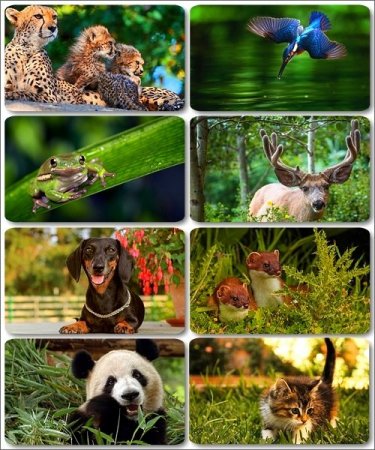 ��������� HQ ����� - ���� ������������ ��������