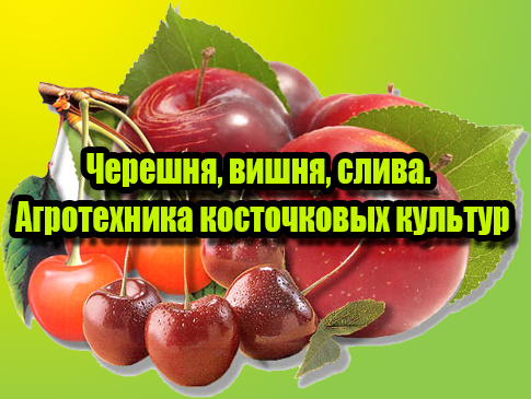 �������, �����, �����. ����������� ����������� ������� (2013) DVDRip