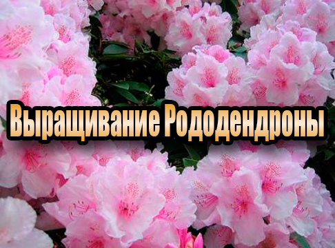 ����������� ������������ (2013) DVDRip