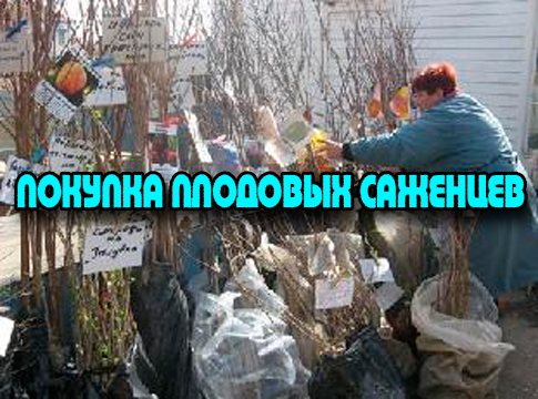 ������� �������� �������� (2013) DVDRip