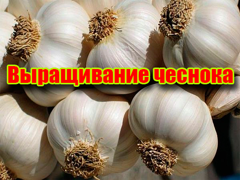 ����������� ������� (2012) DVDRip