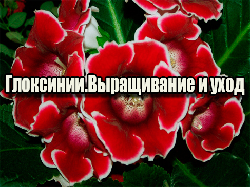 ���������.����������� � ���� (2013) DVDRip