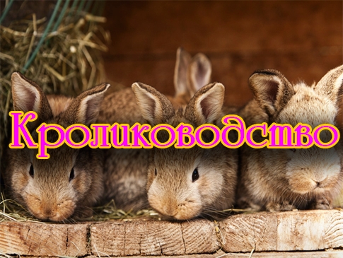 �������������� (2013) DVDRip