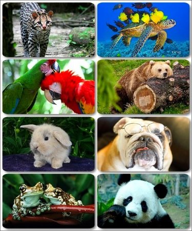 ������������ �������� - 245 HD ���� �����