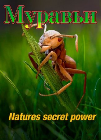 �������: ������ ���� ������� / Ants: Natures secret power (2005) HDTVRip