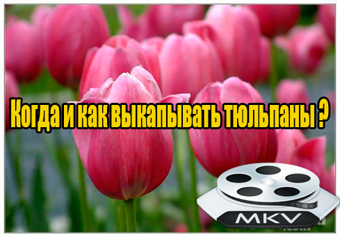 ����� � ��� ���������� �������� (2013) DVDRip