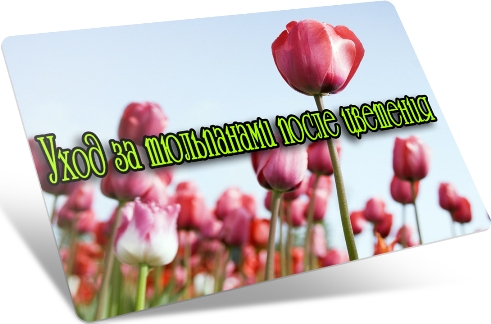 ���� �� ���������� ����� �������� (2013) DVDRip