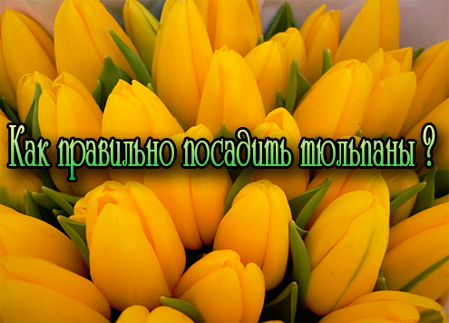 ��� ��������� �������� �������� (2013) DVDRip