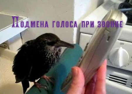 ������� ������ ��� ������ (2013) DVDRip