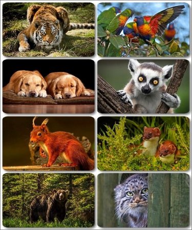 ��� ������������ �������� - 255 HD ���� �����