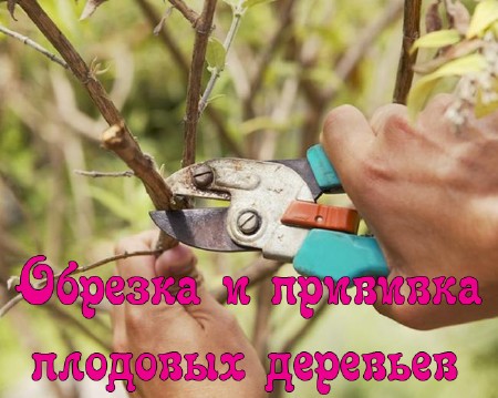 ������� � �������� �������� �������� (2013) DVDRip