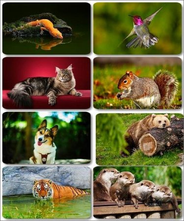 �������� �������� - ��������� ���� �����