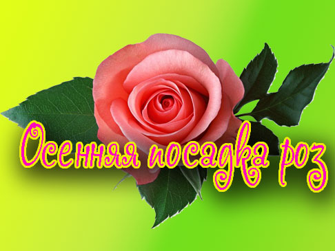 ������� ������� ��� (2013) DVDRip