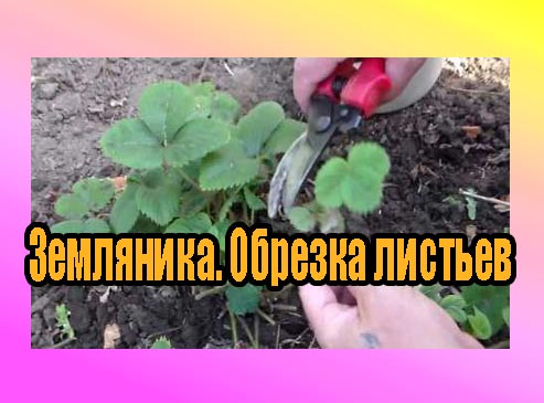 ���������. ������� ������� (2013) DVDRip