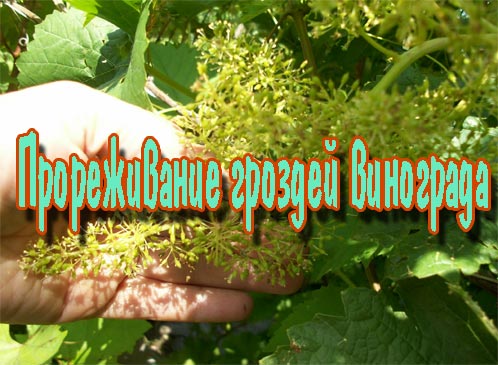 ������������ ������� ��������� (2013) DVDRip