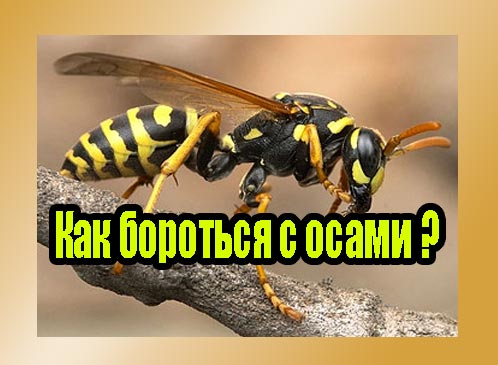 ��� �������� � ����� (2013) DVDRip