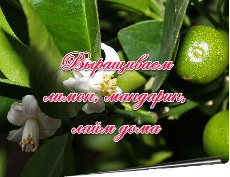 ����������� ������, ���������, ����� ���� (2013)