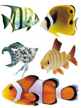 ��������� ���: ����������� ����� (����� ������)