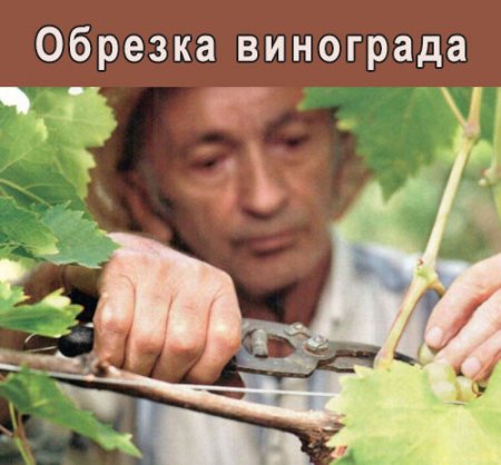 ������� ��������� (2013/MP4)