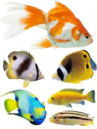 ��������� ���: ����������� ����� (����� ������)