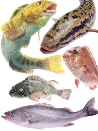 ������� ���������: ���� (����� 1)