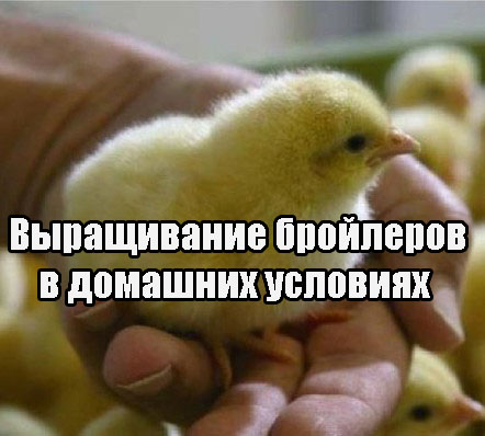 ����������� ��������� � �������� �������� (2013) DVDRip